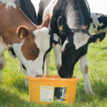 foto cattle booster 2 80 kg