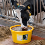 foto cattle booster 80kg